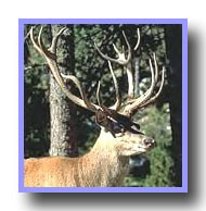 Cerf