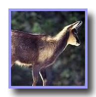 Isard
